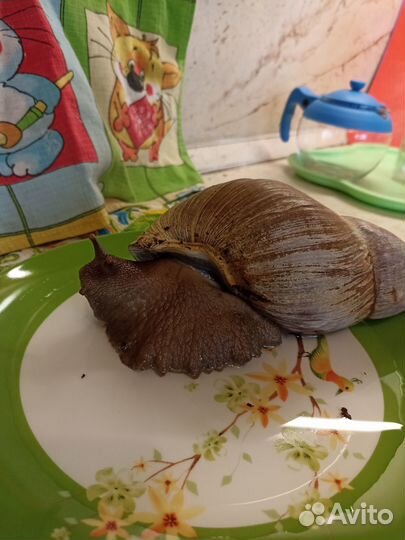 Улитка ахитин Бесплатно