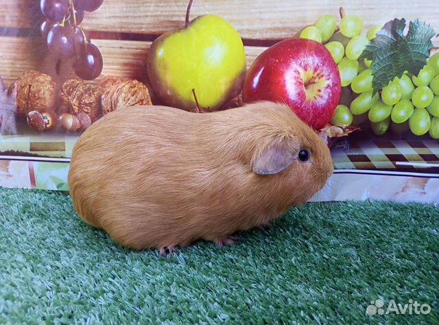 Морская свинка из Питомника