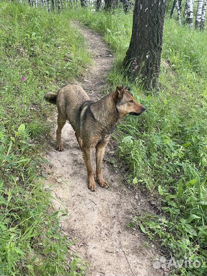 Собака в добрые руки отдам бесплатно