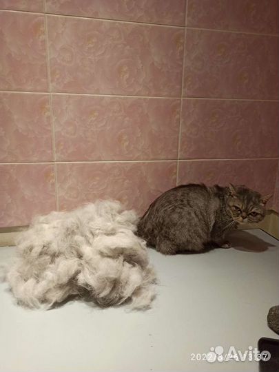 Груминг (стрижка) собак и кошек/экспресс линька