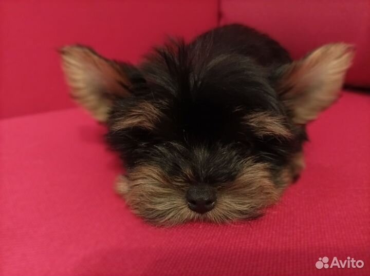 Йоркширский терьер мини