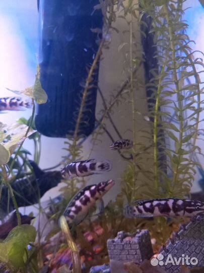 Аквариумные рыбки