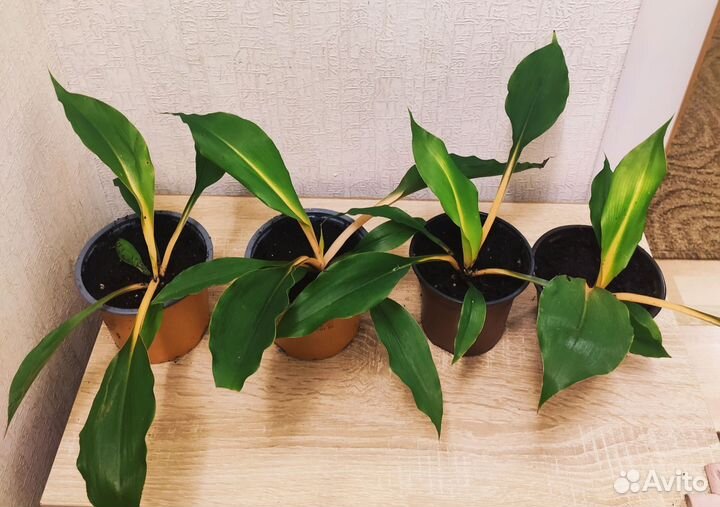 Хлорофитум оранжевый