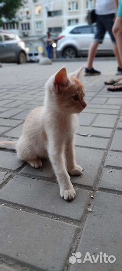 Рыжий котенок