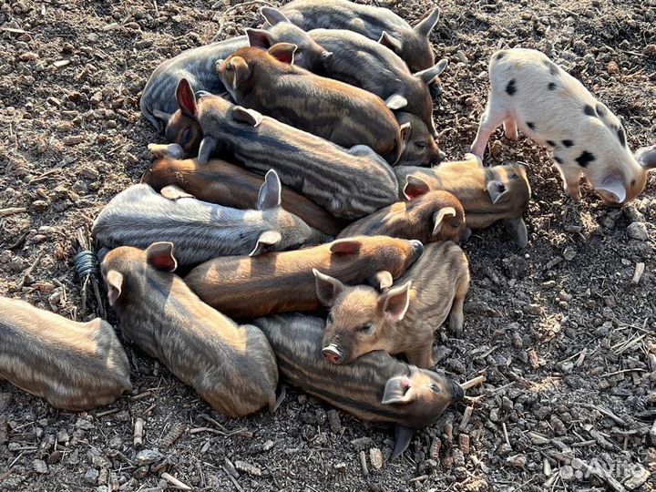 Продаю поросят