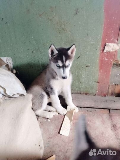 Щенки хаски 2 девочки и 1 мальчик привитые