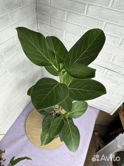 Фикус Андрей