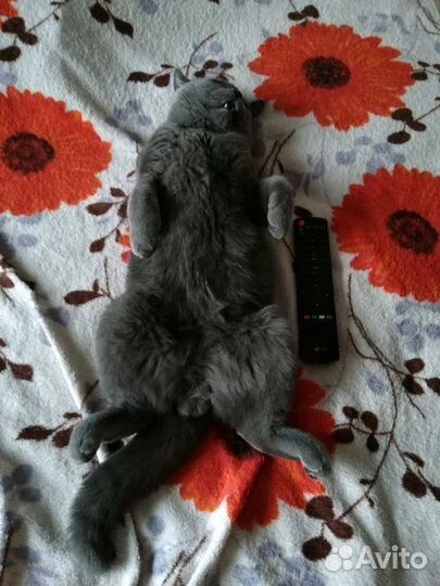 Британский кот, приглашает кошечку на вязку