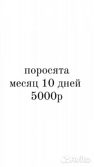Поросята