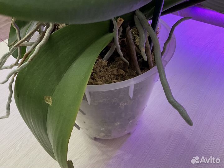 Королевская орхидея