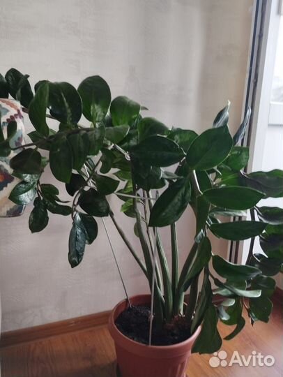 Замиокулькас