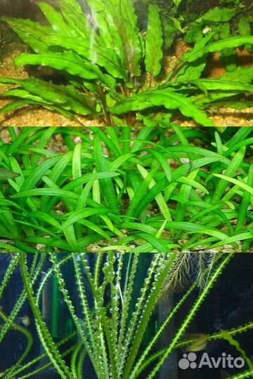 Аквариумное растение