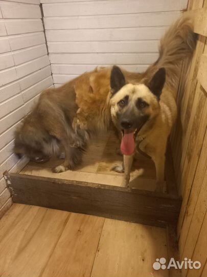 Долговременная передержка кошек и собак