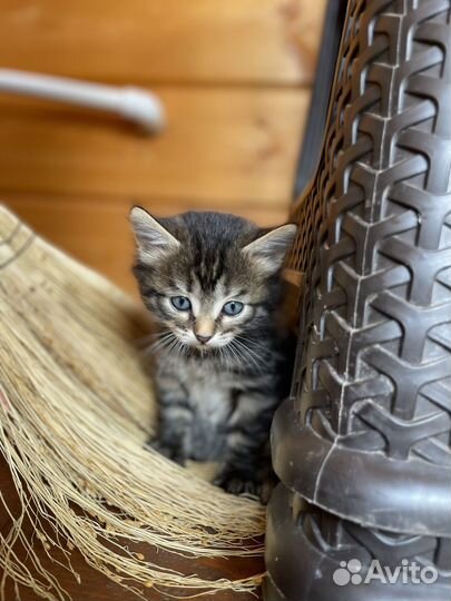 Котята в добрые руки даром