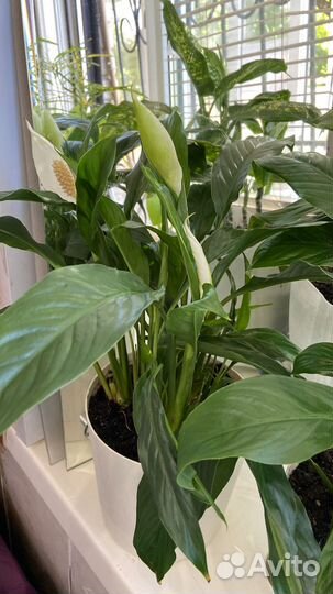 Цветы в горшках Спатифиллум