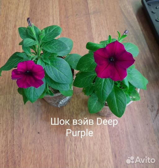 Рассада Петунии (ампельная, махровая, кустовая)