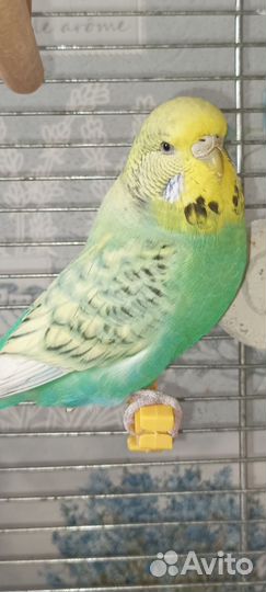 Волнистый попугай Чех