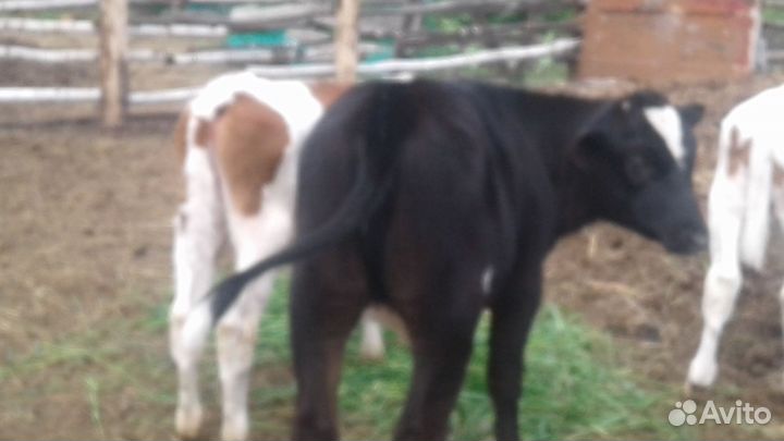 Телята Тёлочки