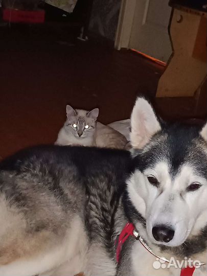 Случка, кабель