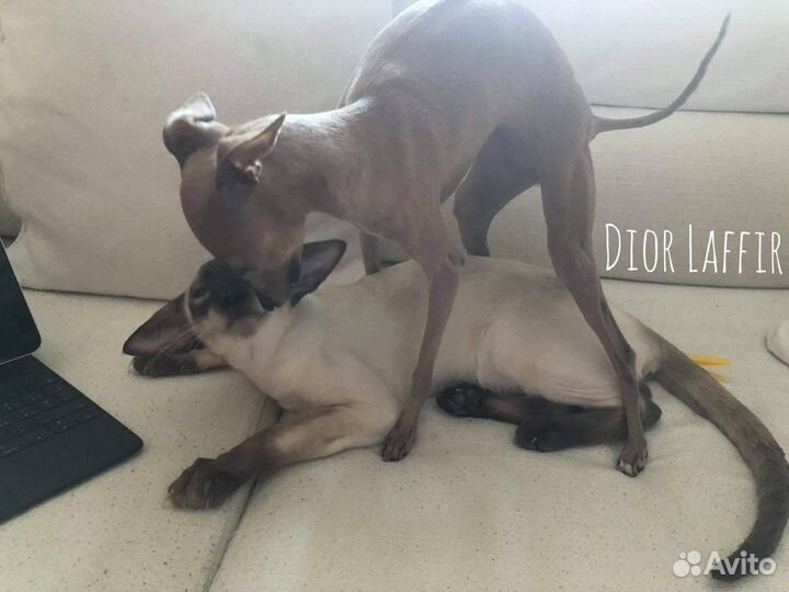 Ориентальная