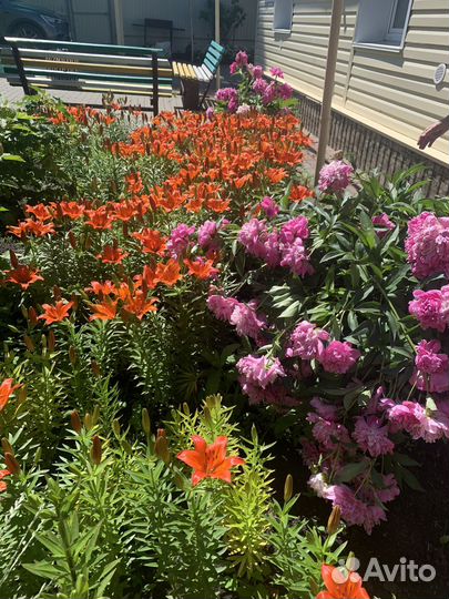 Многолетние цветы