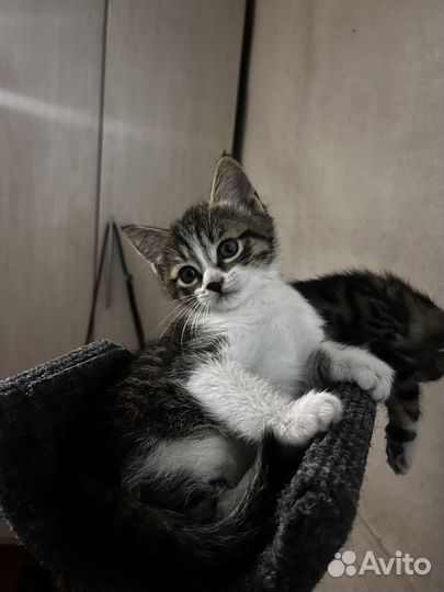 Котята