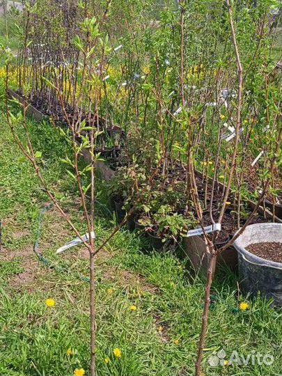 Саженцы плодовых деревьев и кустарников, цветы