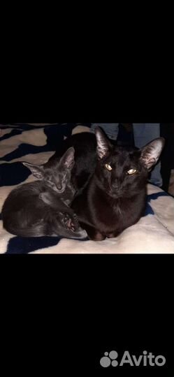 Котята Ориенталы