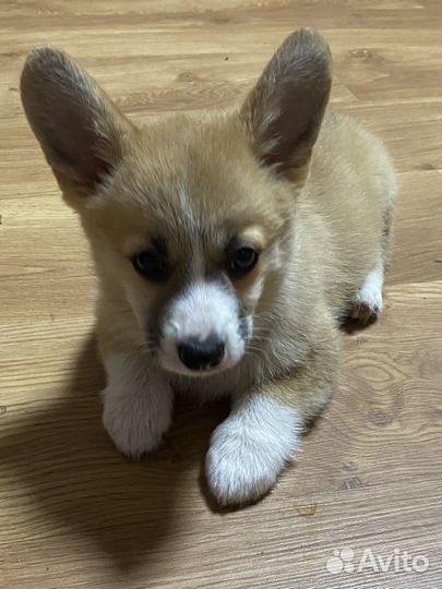 Вельш корги пемброк