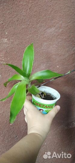 Растение золотой ус