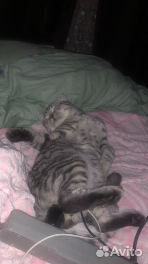 Шотландский Кот