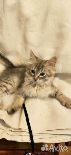 Кошка в дар