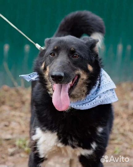 Собака в добрые руки