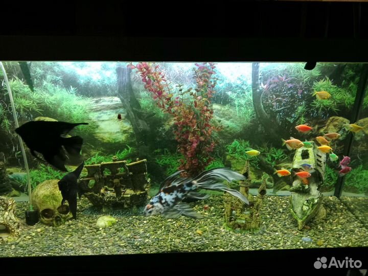 Аквариум 200 литров со всем