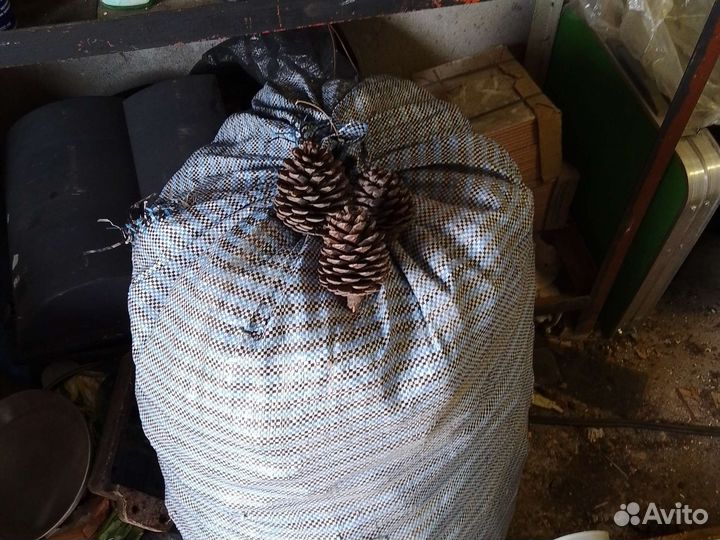 Шишки сосновые