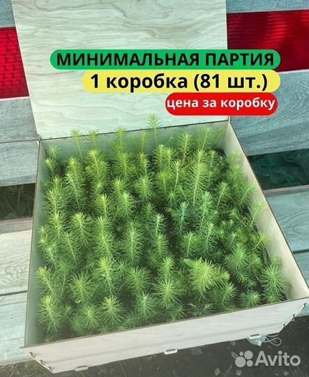 Саженцы ели европейской зкс от производителя