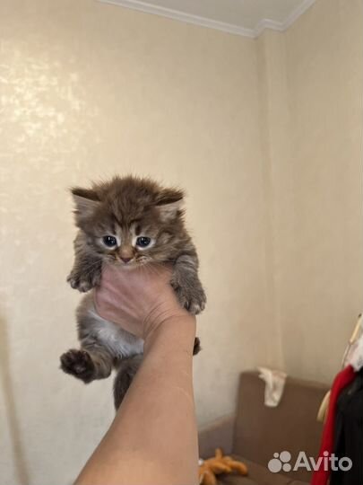 Котёнок бесплатно