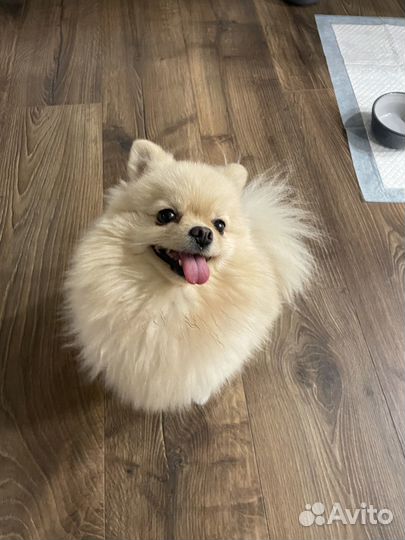 Передержка собак