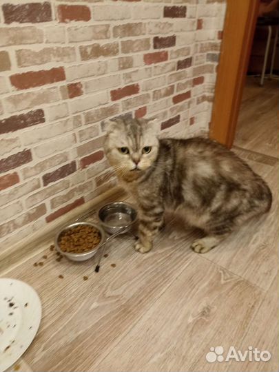 Шотландский вислоухий кот-кастрат