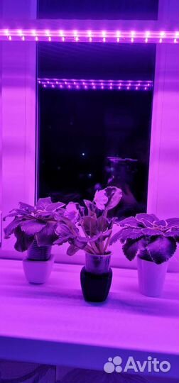 Фитолампа для растений