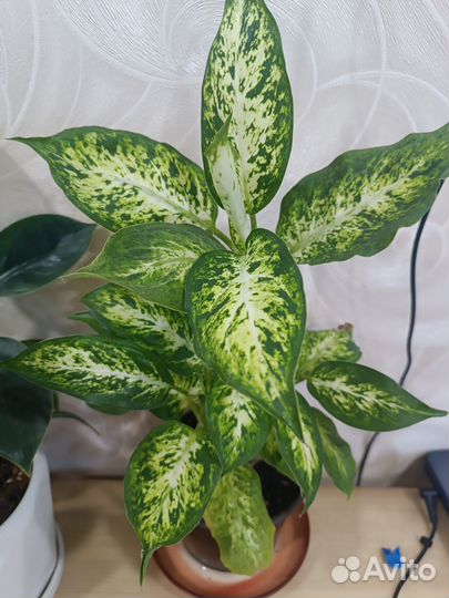 Диффенбахия