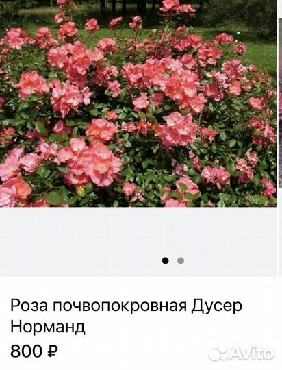 Розы.Саженцы