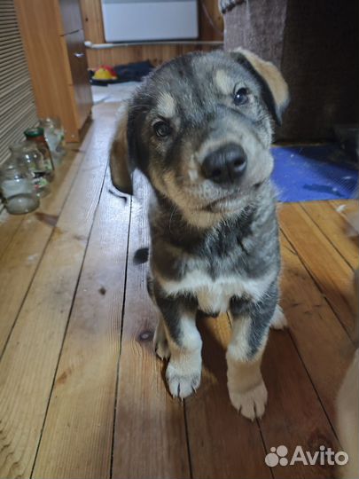 Щенки сибирской хаски мальчики