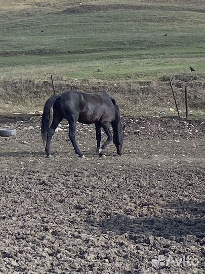 Лошадь жеребец