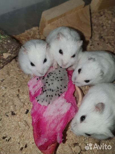 Джунгарский хомяк белый