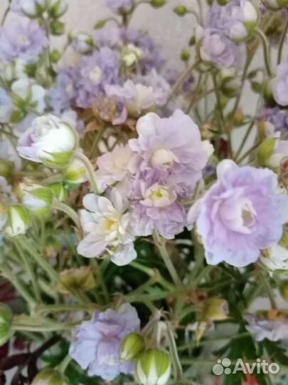 Герань Садовая многолетняя