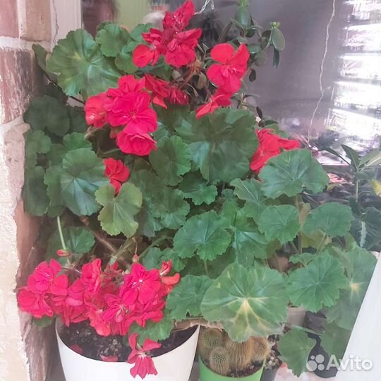 Пеларгония герань