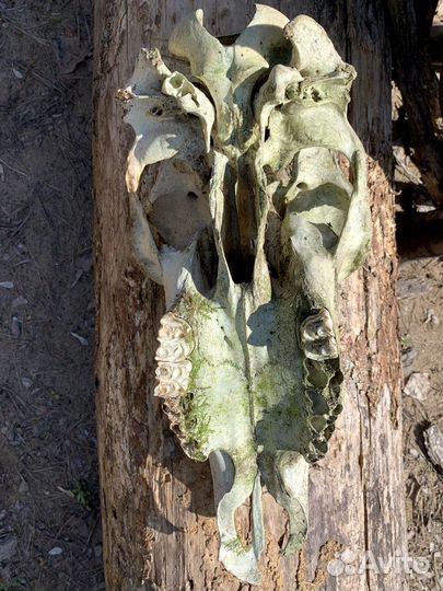 Череп коровы, натуральный, декор реквизит