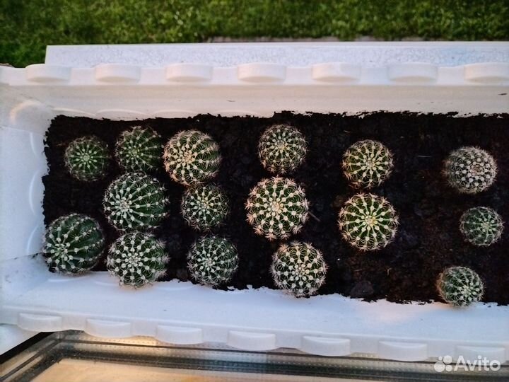 Кактус цветущий