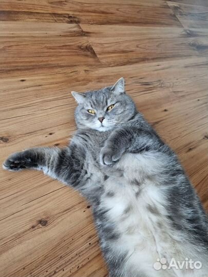 Отдам кота британца